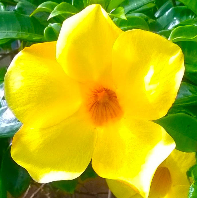 gelbe Blume geistige Heilung